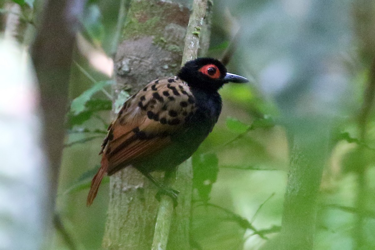 Black-spotted Bare-eye - Phillip Edwards