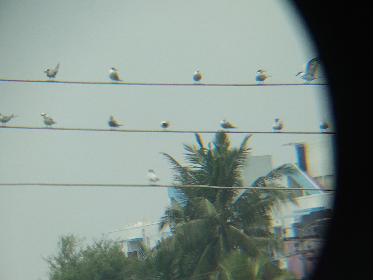 Whiskered Tern - ML545707891