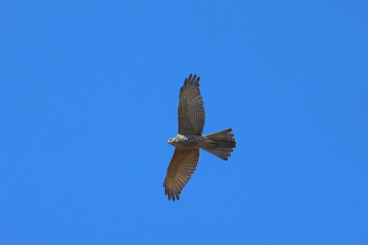 Brown Goshawk - ML545707911