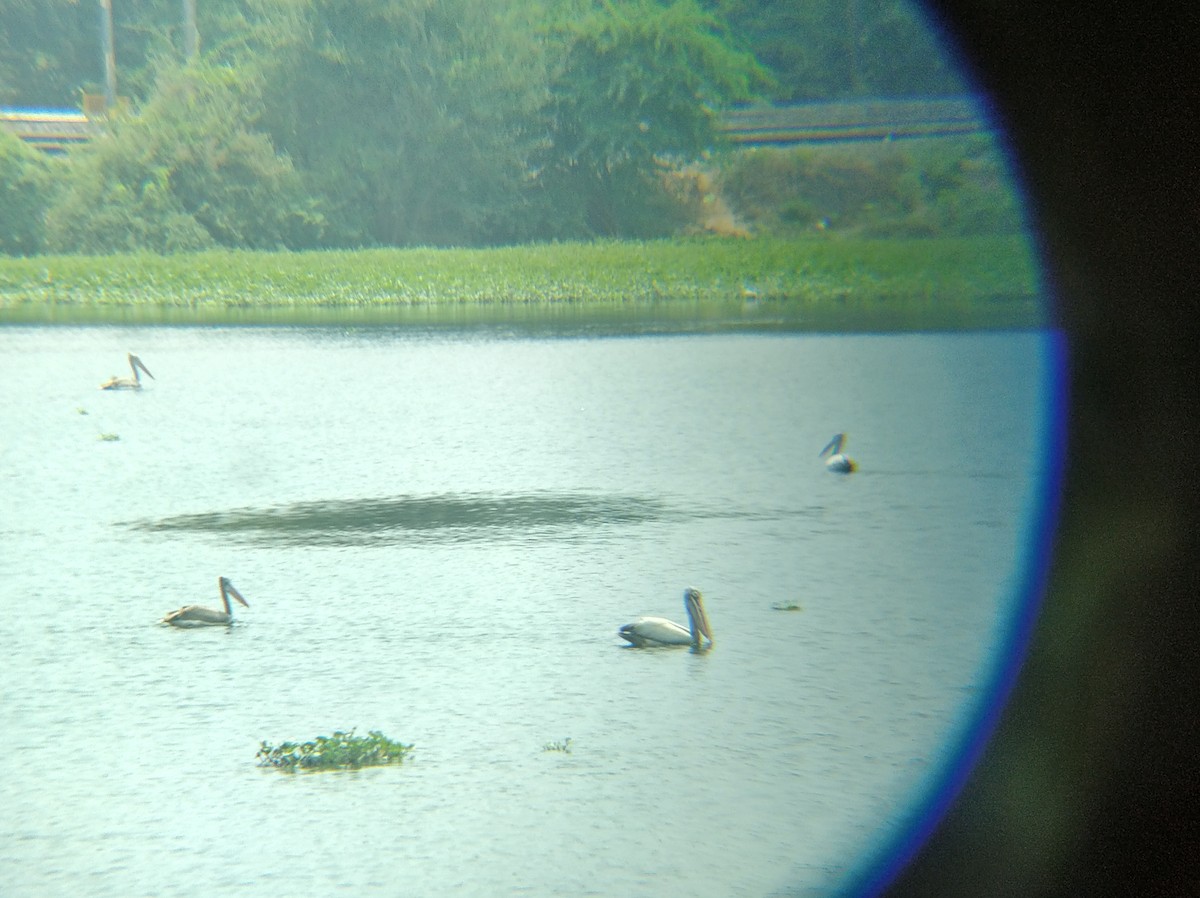 Spot-billed Pelican - ML545707971