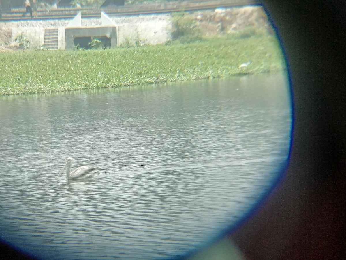 Spot-billed Pelican - ML545707981