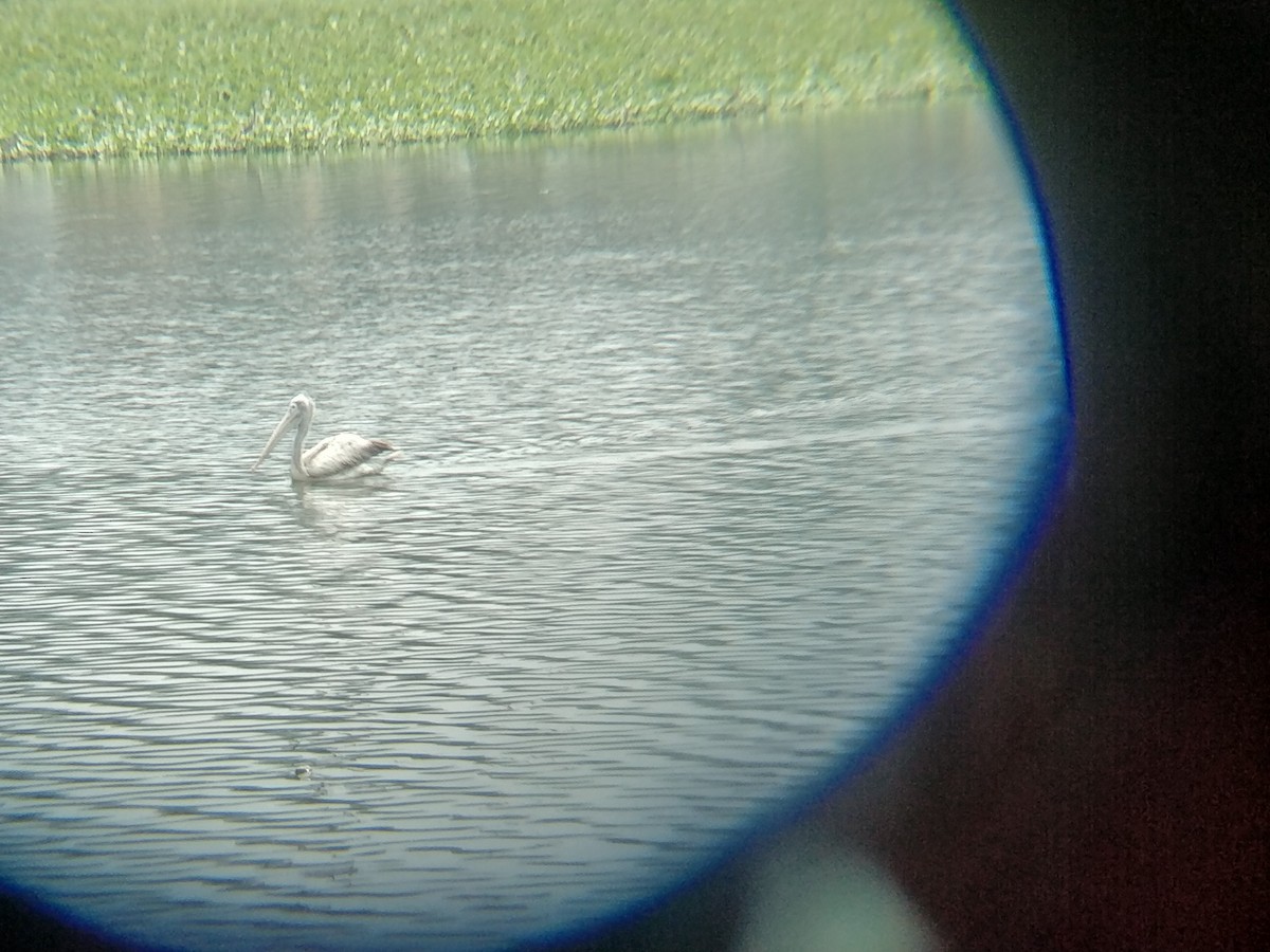 Spot-billed Pelican - ML545707991