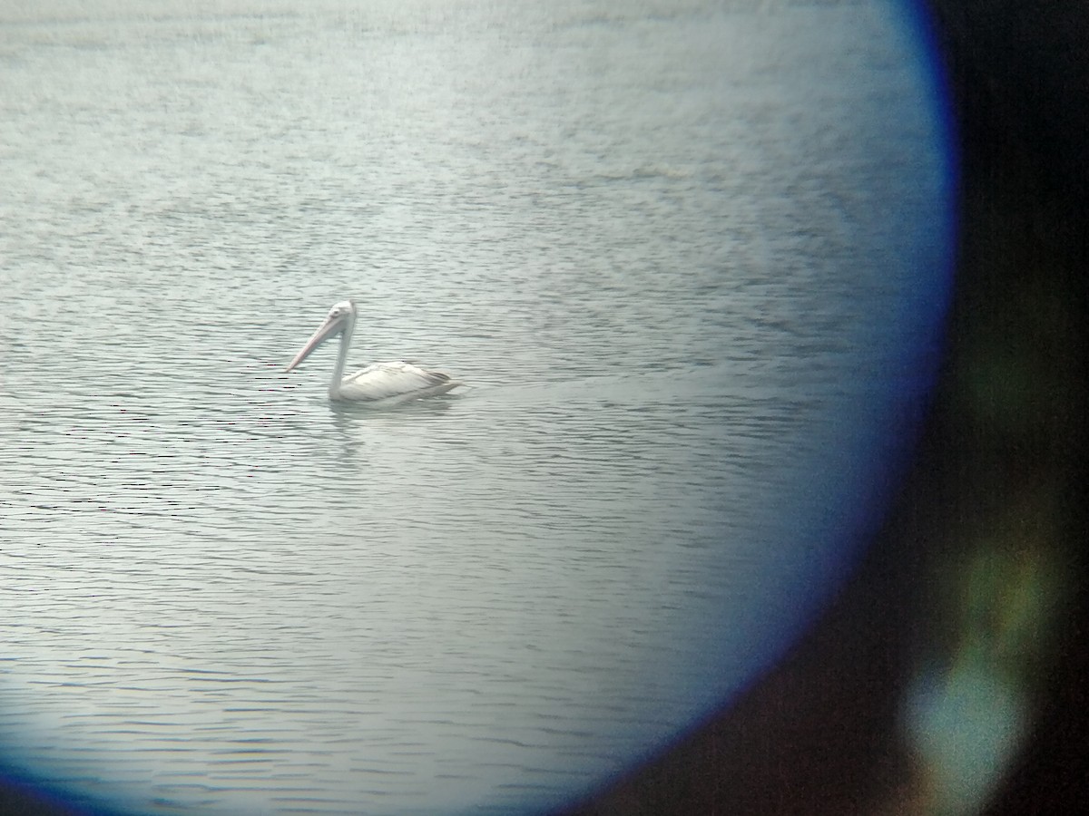 Spot-billed Pelican - ML545708001