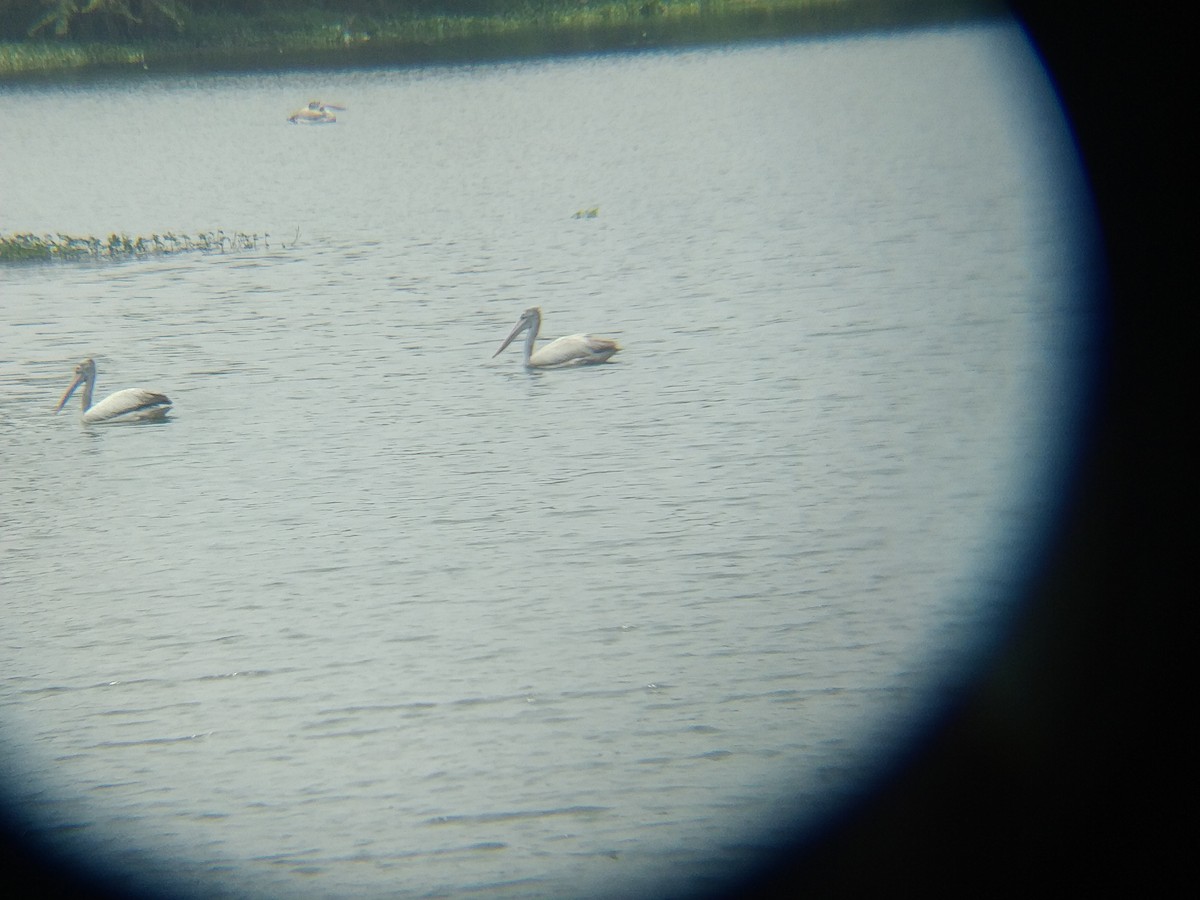 Spot-billed Pelican - ML545708191