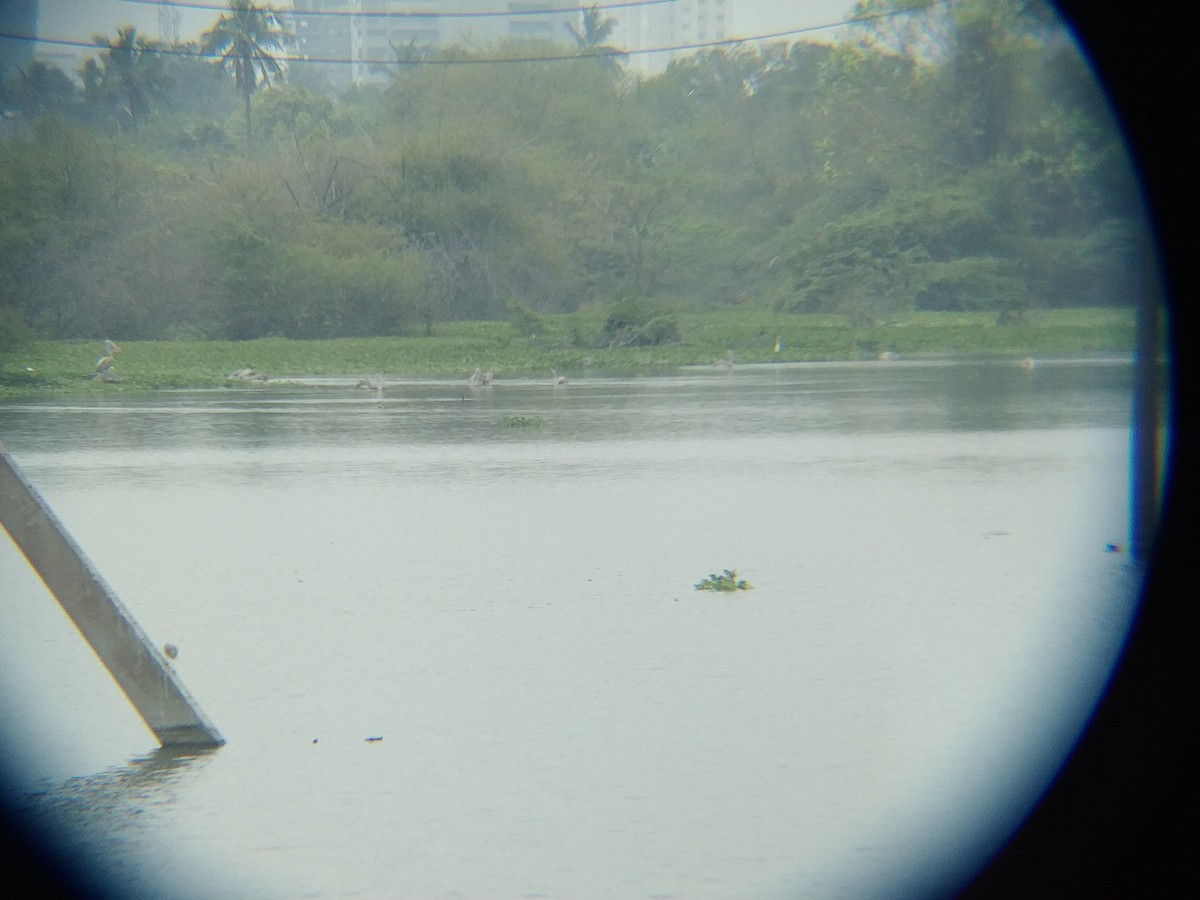 Spot-billed Pelican - ML545708201