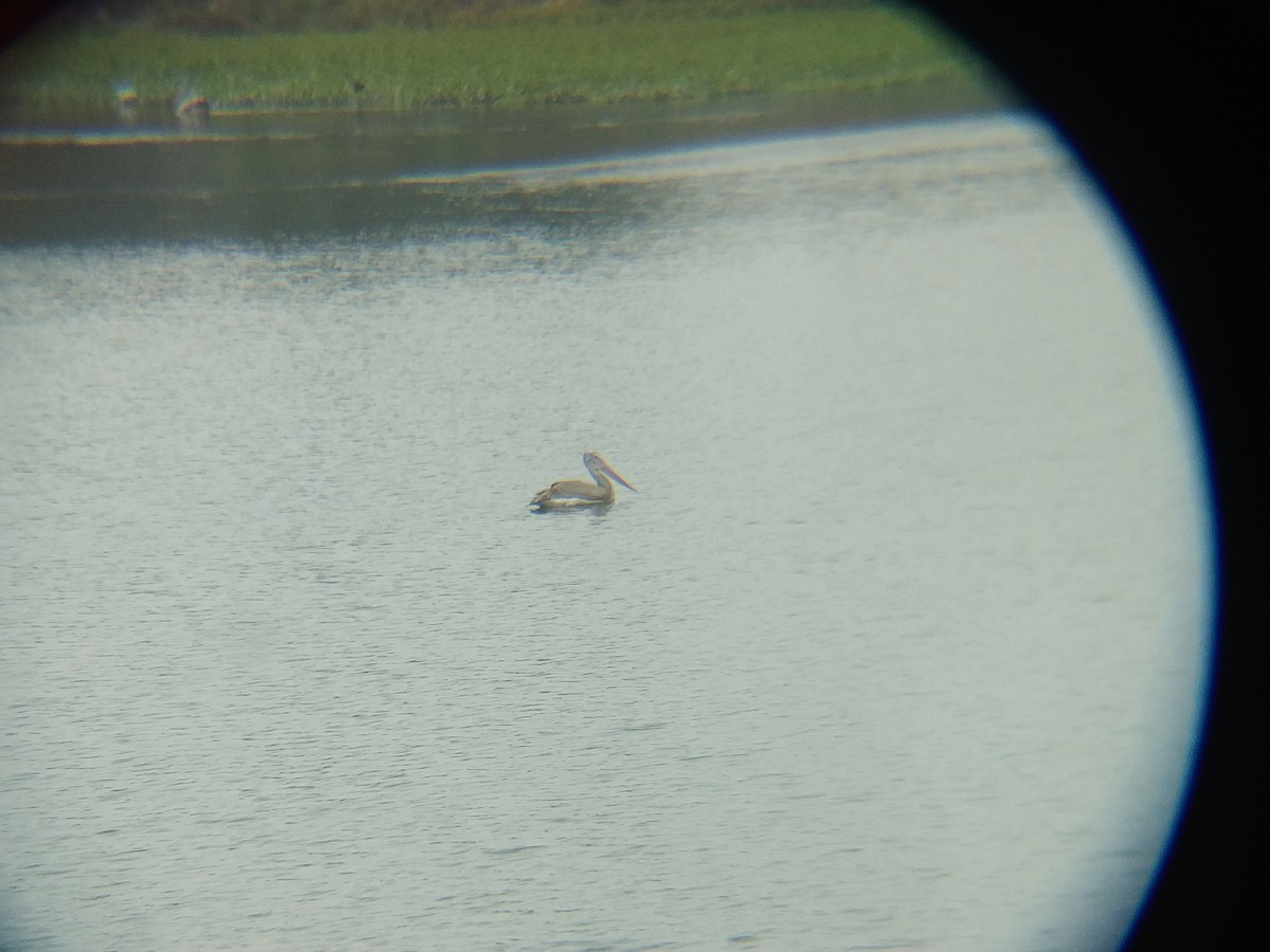 Spot-billed Pelican - ML545708211