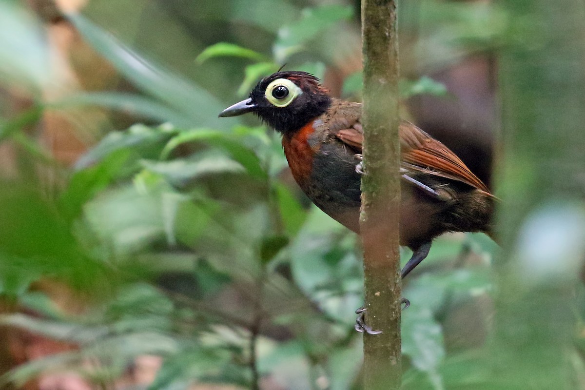 Harlequin Antbird - ML545708281