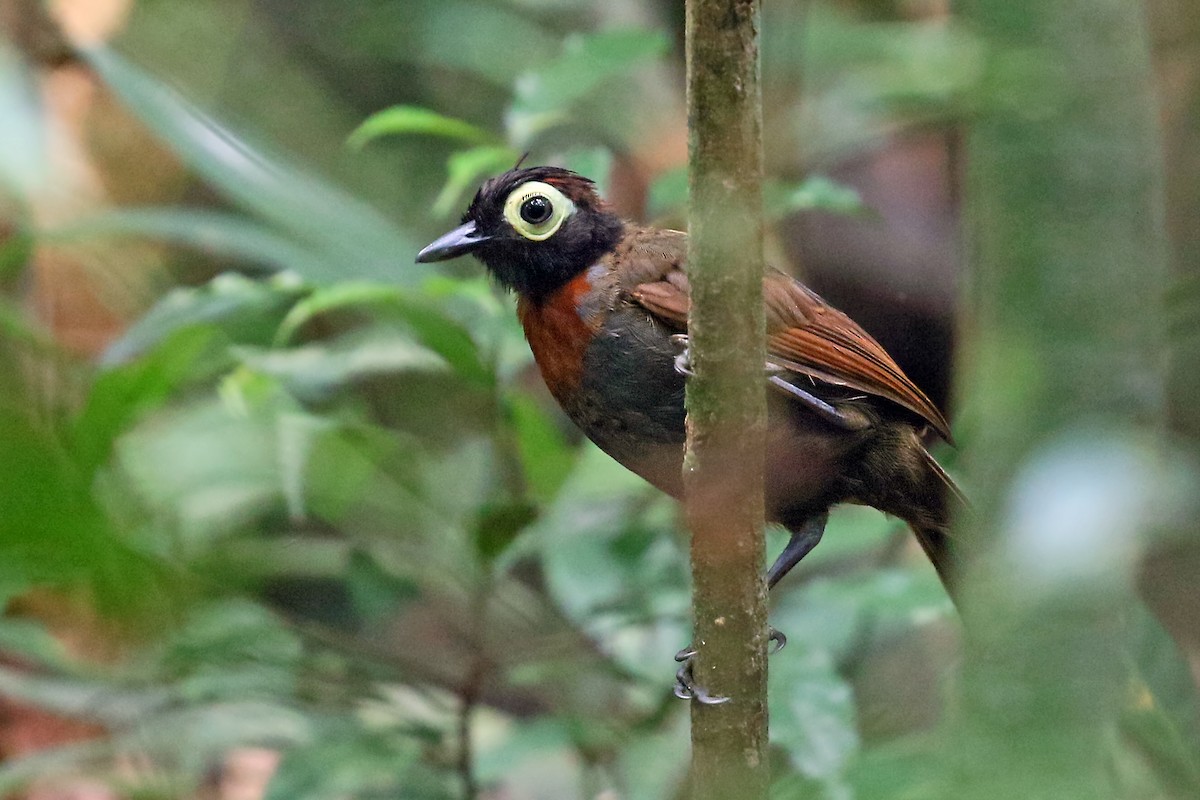 Harlequin Antbird - Phillip Edwards