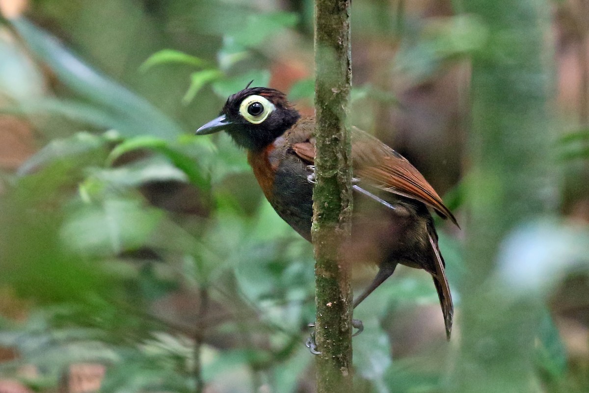 Harlequin Antbird - Phillip Edwards