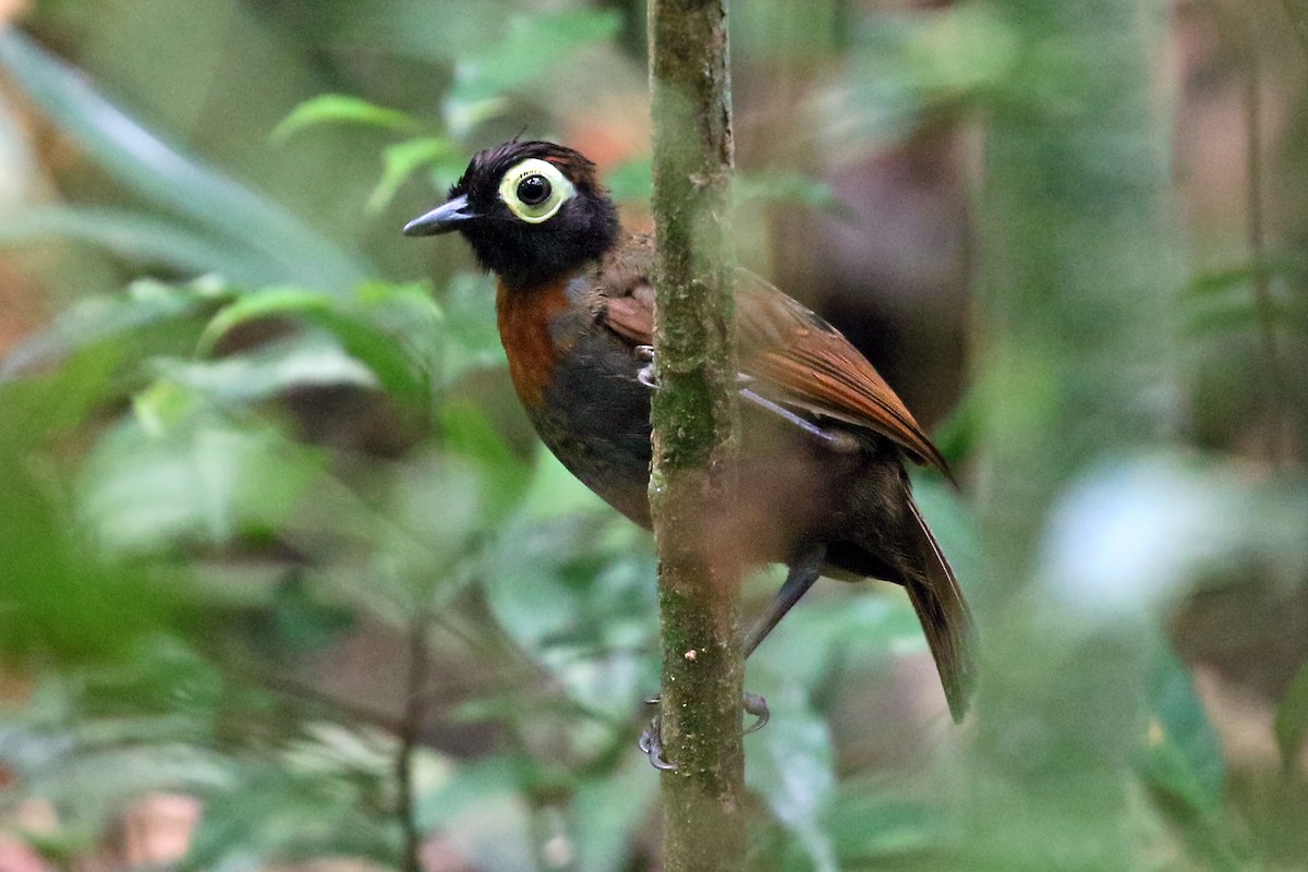 Harlequin Antbird - ML545708321