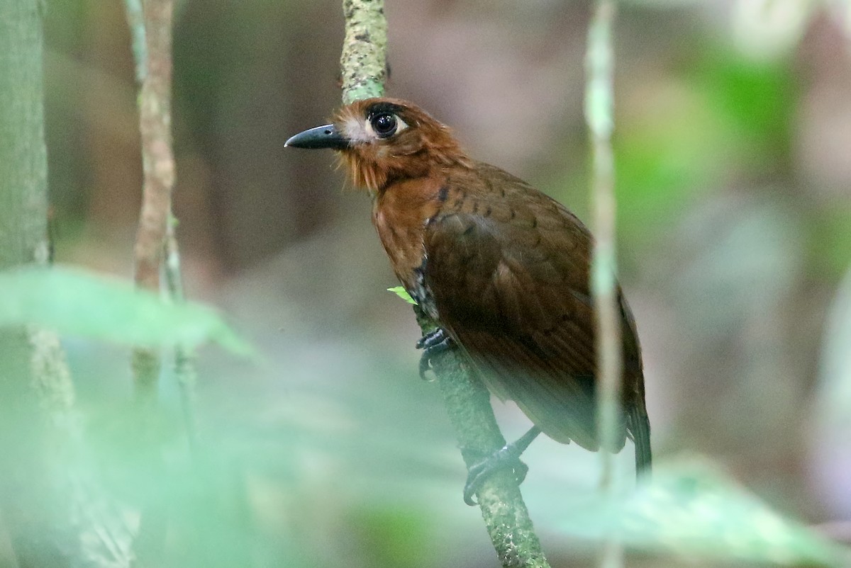 Weißstirn-Ameisenvogel - ML545708381