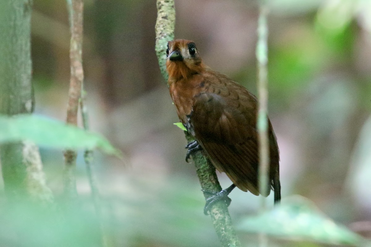 Weißstirn-Ameisenvogel - ML545708391