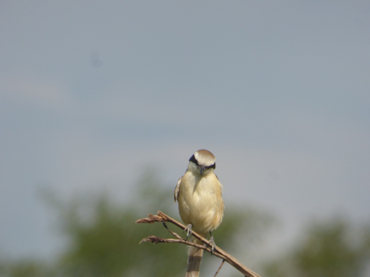 Brown Shrike - ML545708431