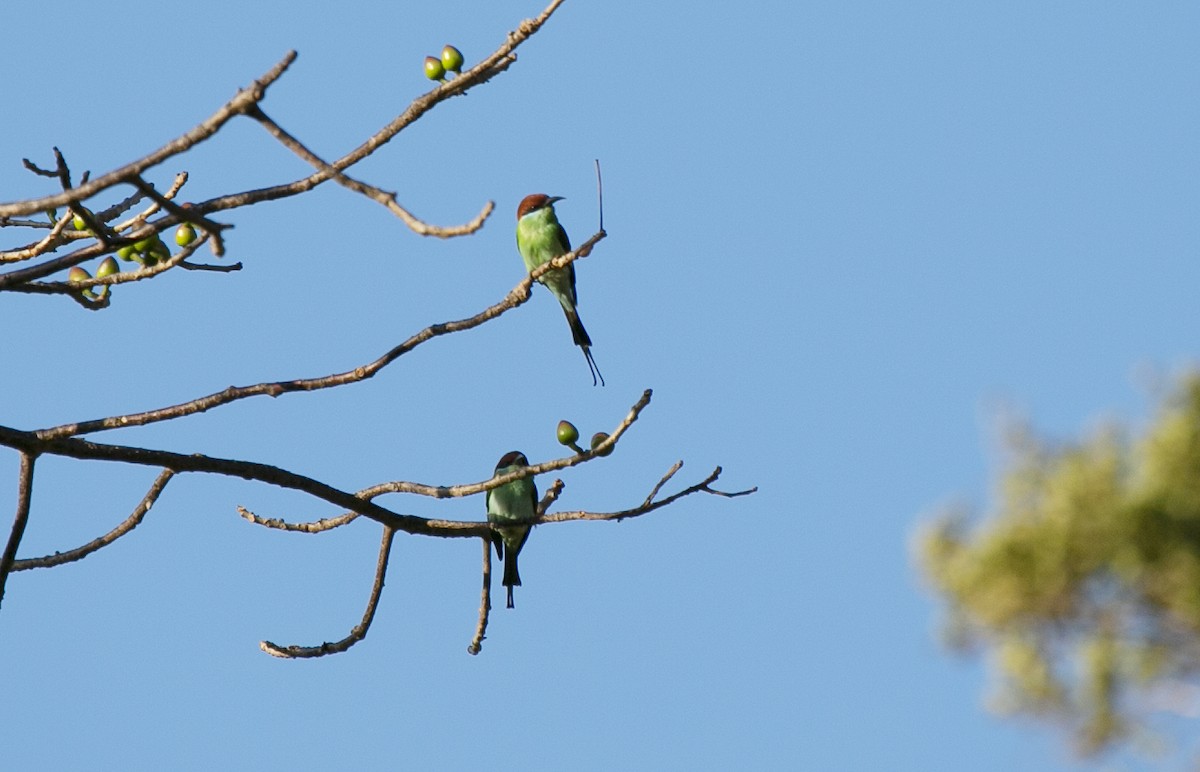 Rufous-crowned Bee-eater - ML545708571