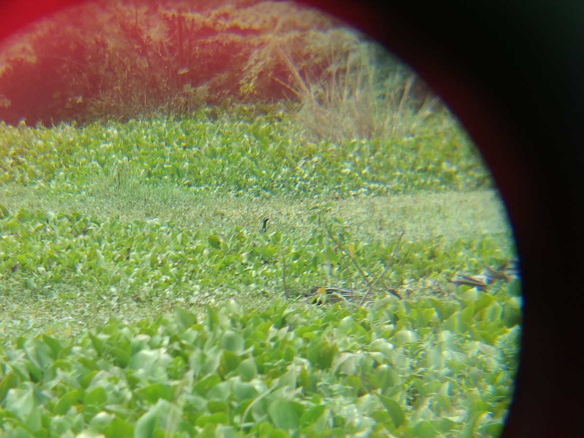 Bronze-winged Jacana - ML545708851