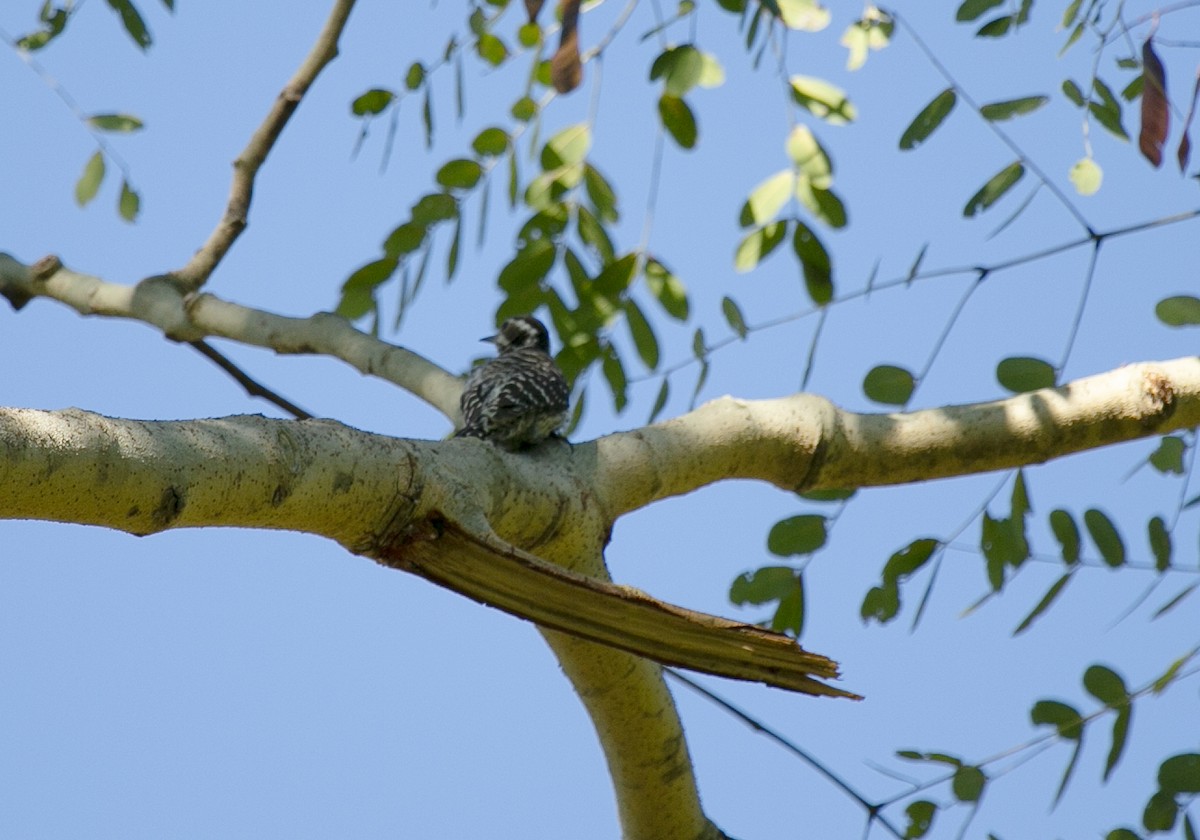 Philippine Pygmy Woodpecker - ML545709501