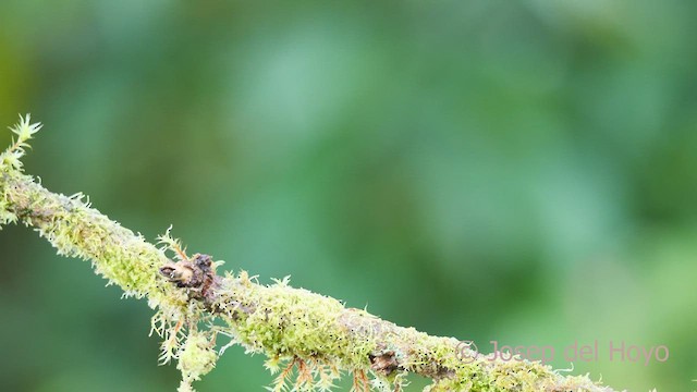 Fiery-throated Hummingbird - ML545709931