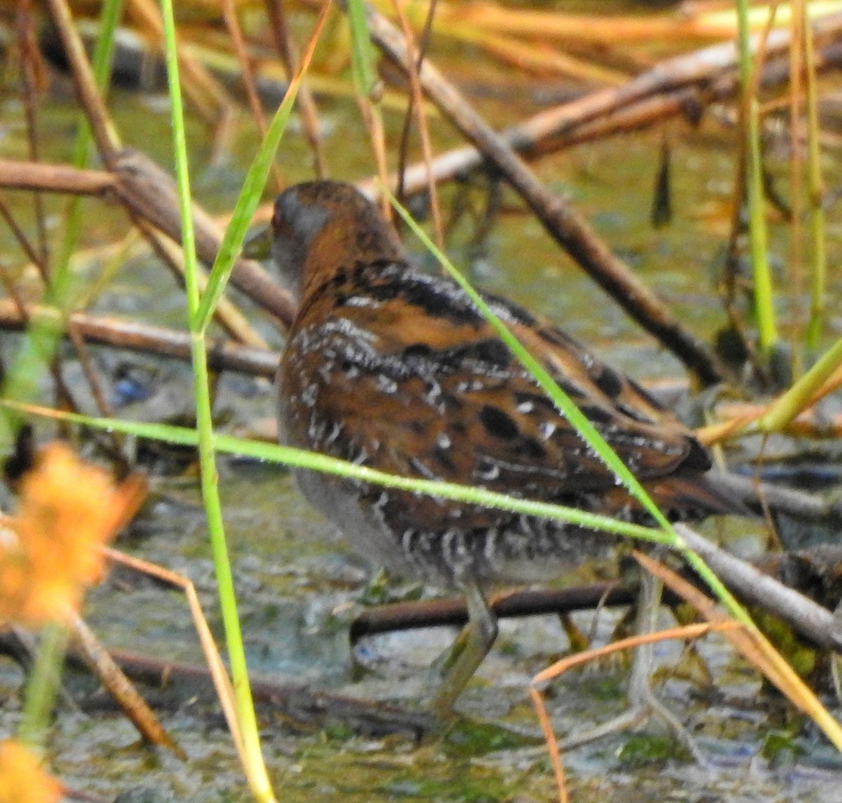 Baillon's Crake - ML545710061