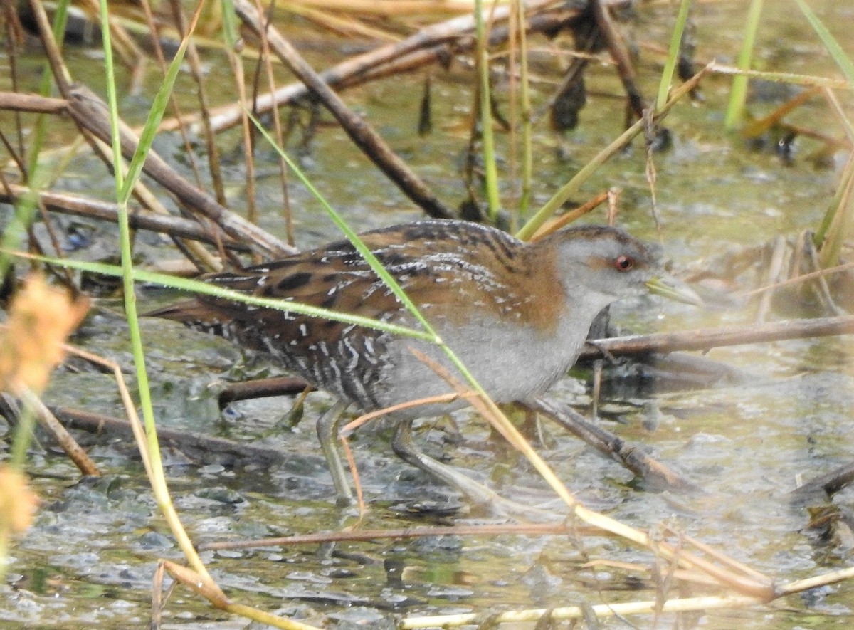 Baillon's Crake - ML545710131