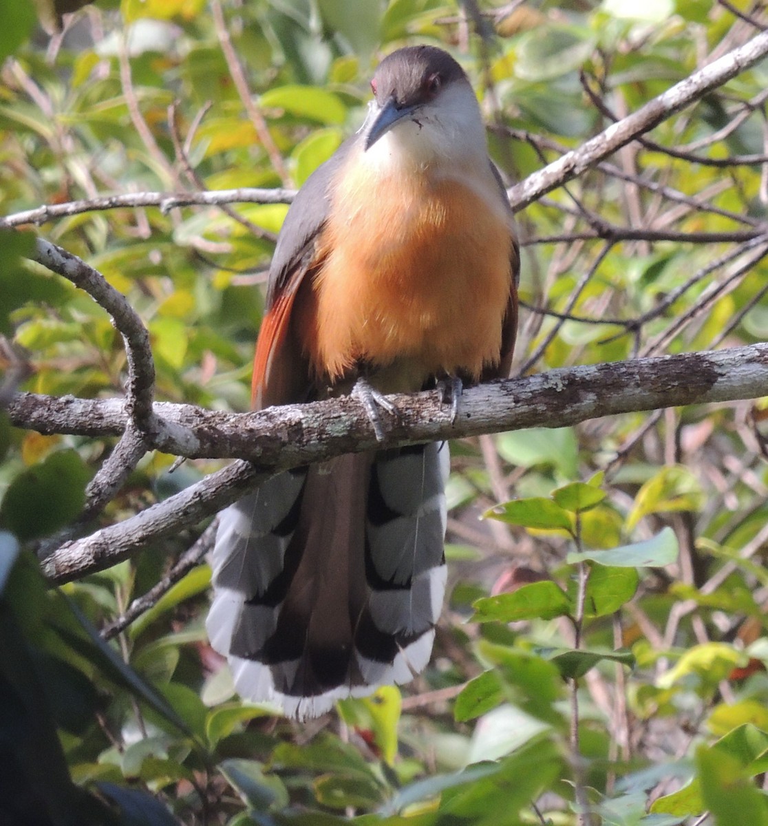 Jamaican Lizard-Cuckoo - ML545710351