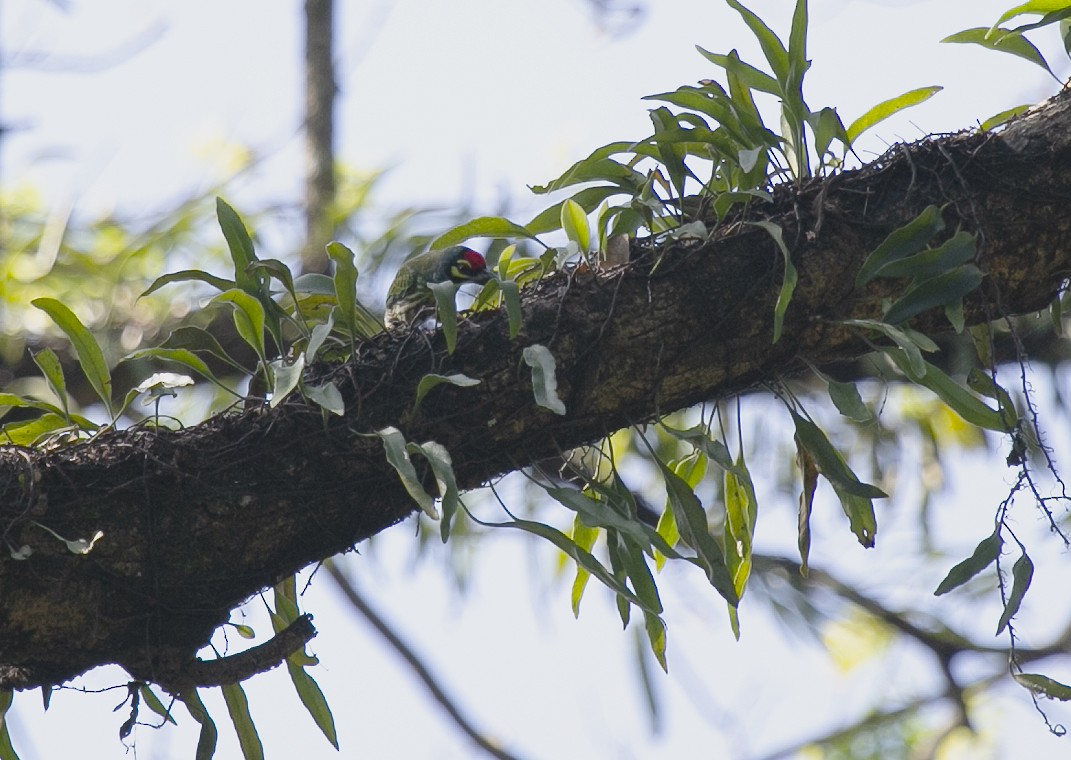 Coppersmith Barbet - ML545710581