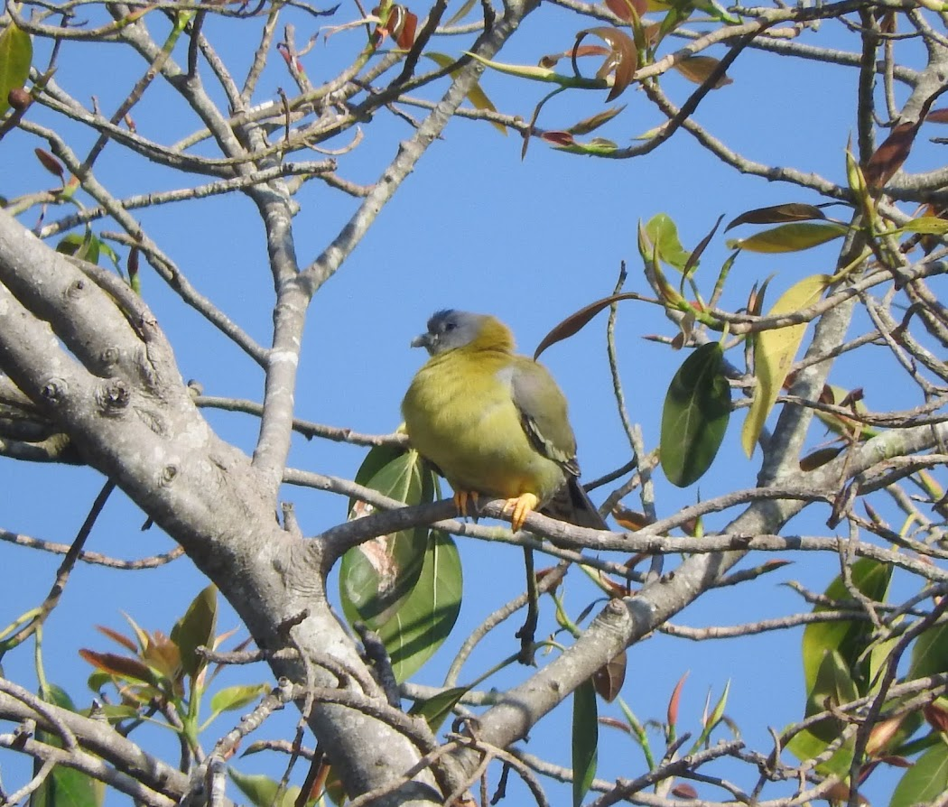 Yellow-footed Green-Pigeon - padma ramaswamy