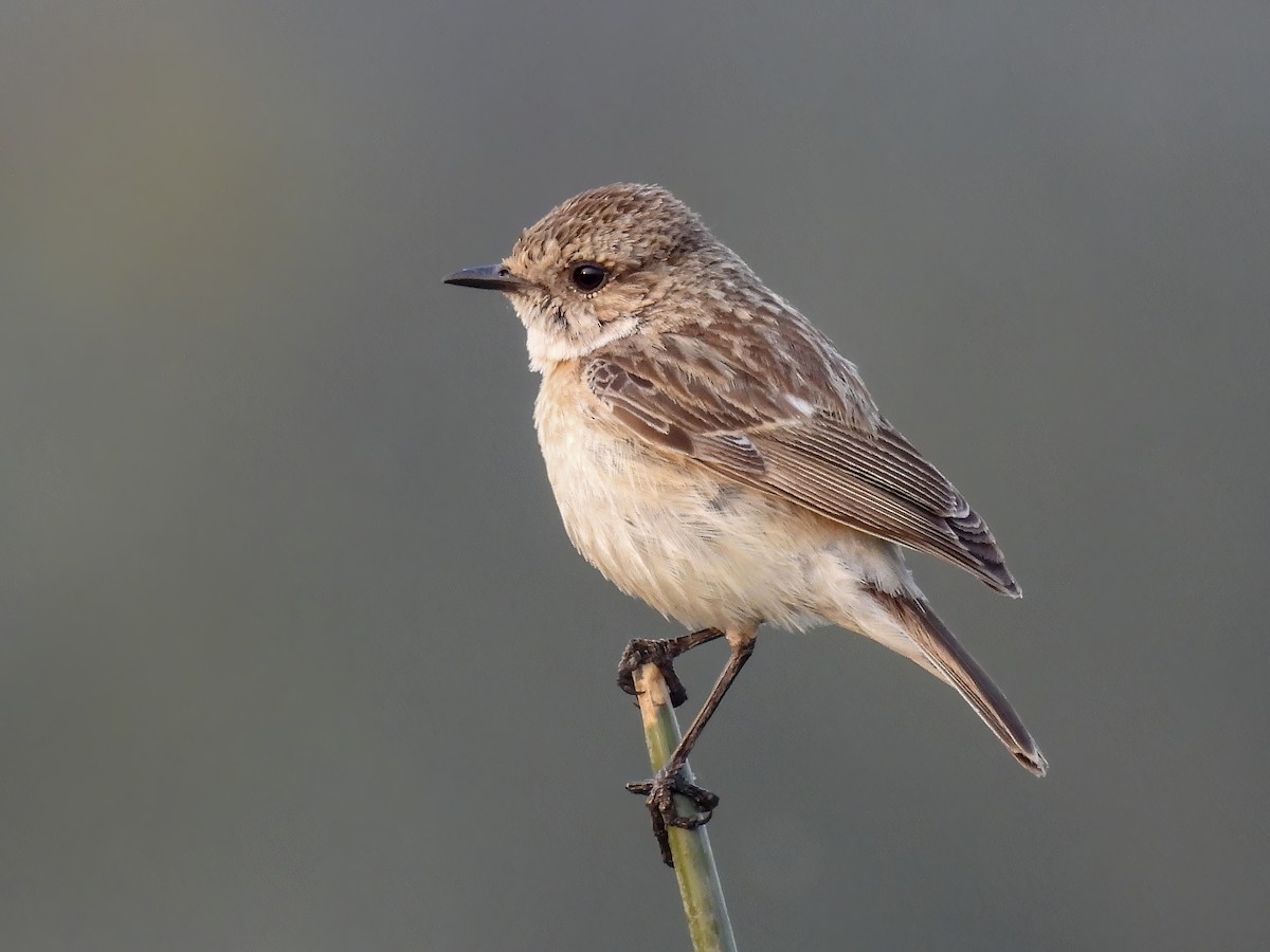 Siberian Stonechat - ML545710761