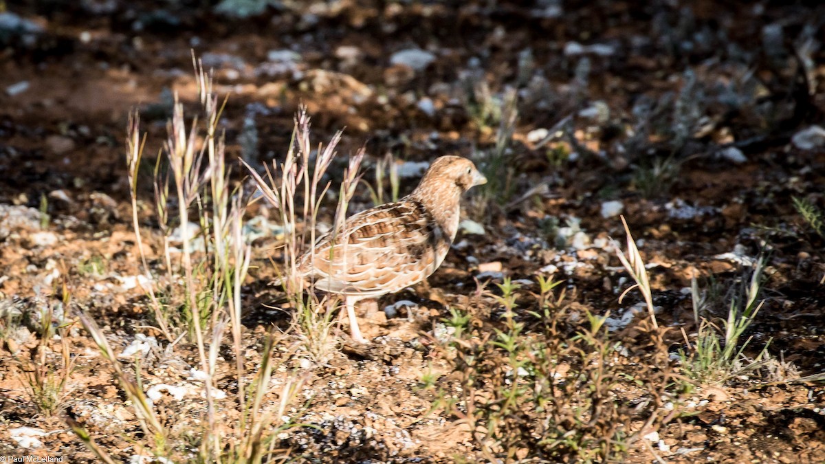 Little Buttonquail - paul mclelland