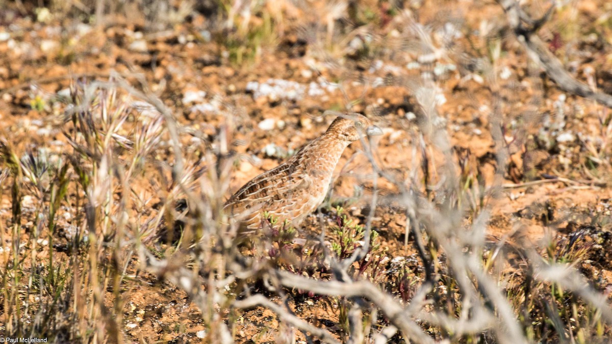 Little Buttonquail - ML545710801