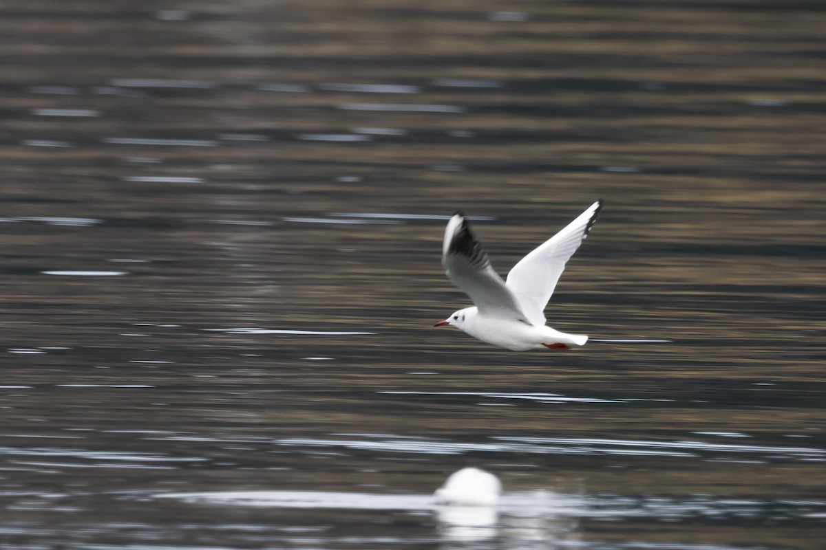 Black-headed Gull - Silvia Kamazuka