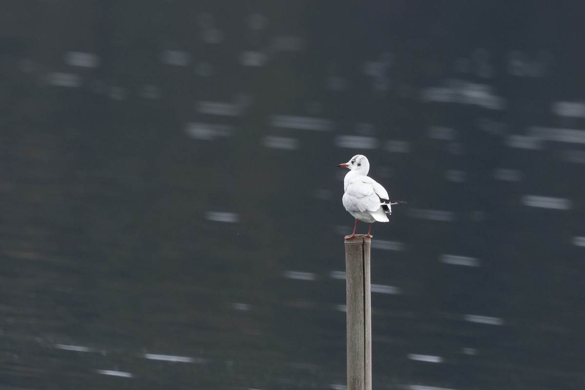 Black-headed Gull - ML545710831