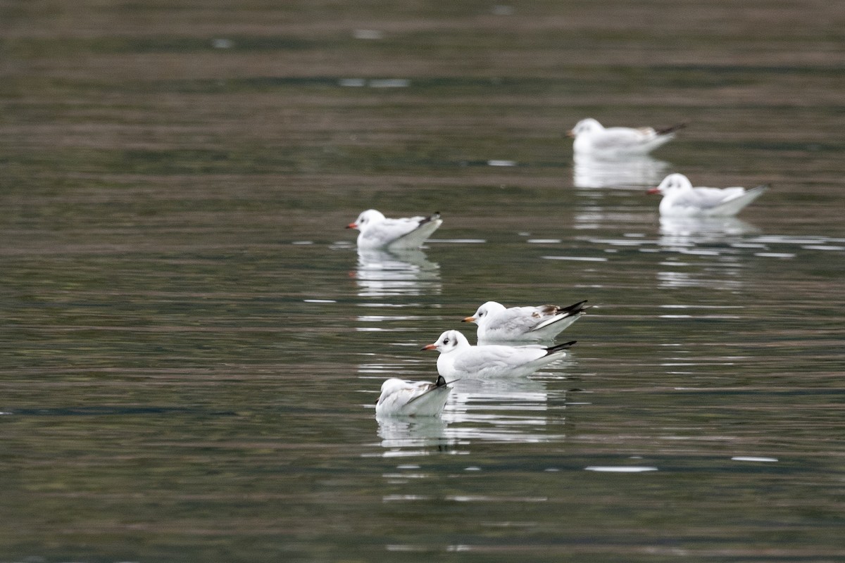 Black-headed Gull - ML545710851