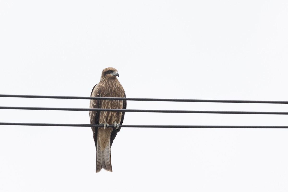 Black Kite - ML545710871