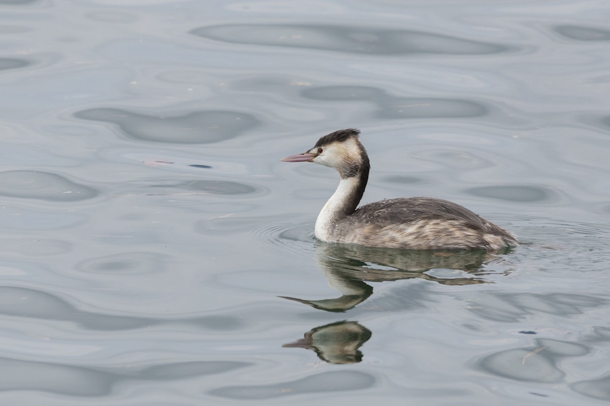 Great Crested Grebe - Silvia Kamazuka