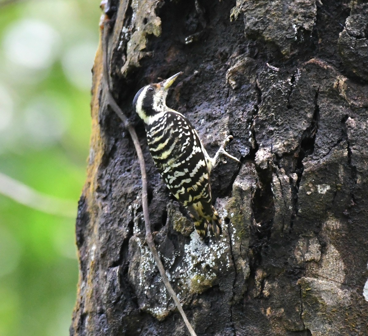 Philippine Pygmy Woodpecker - ML545711131