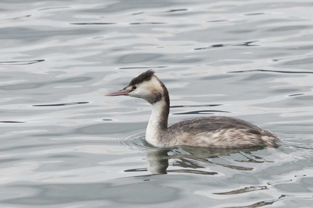 Great Crested Grebe - Silvia Kamazuka