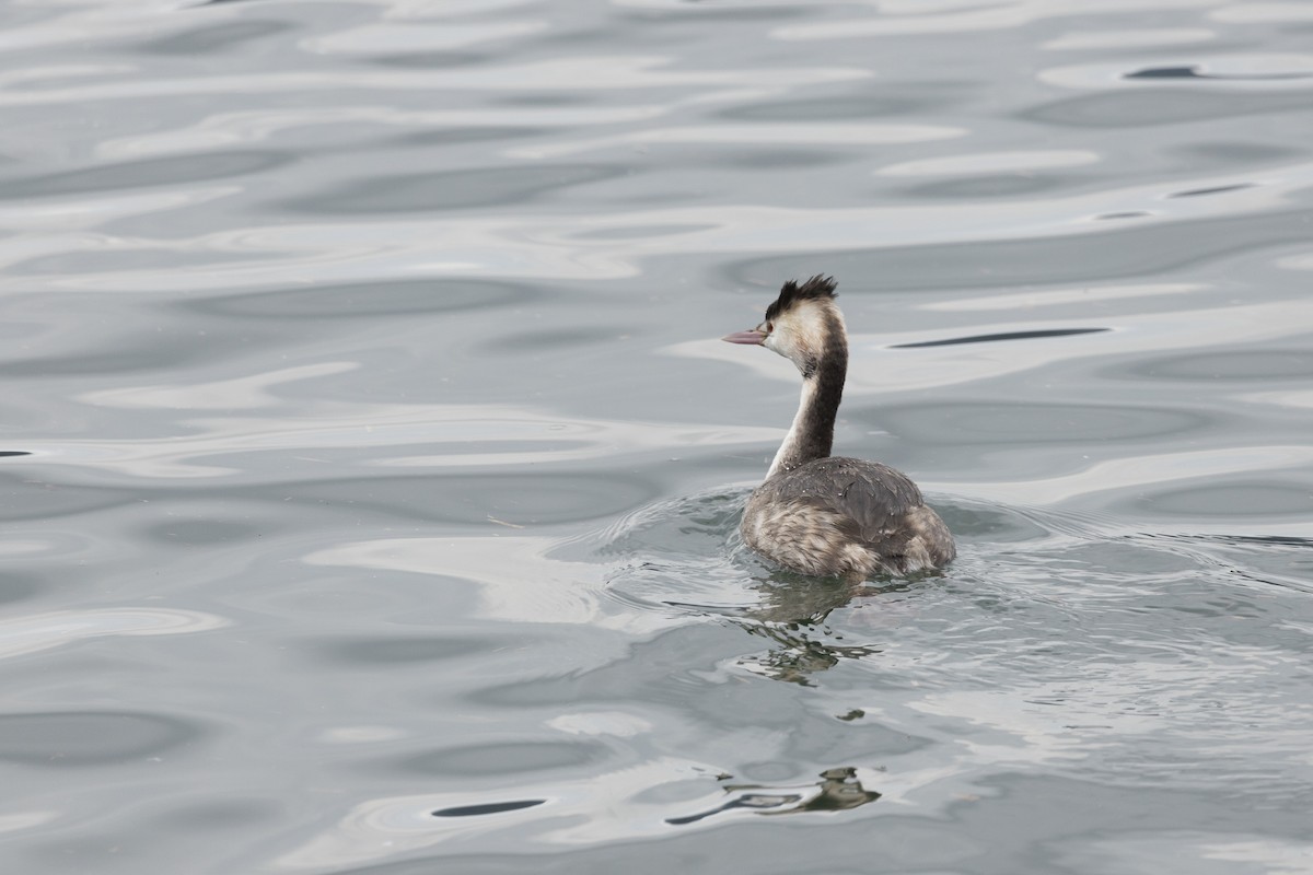 Great Crested Grebe - Silvia Kamazuka