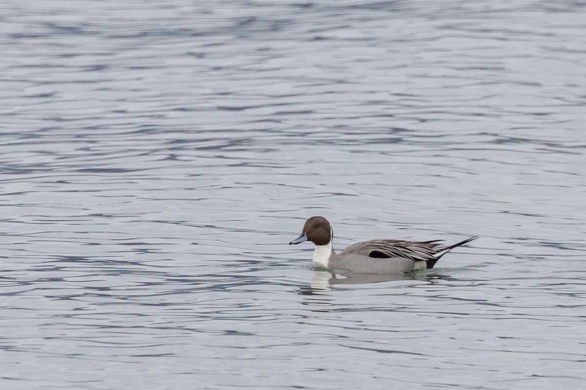 Northern Pintail - ML545711281