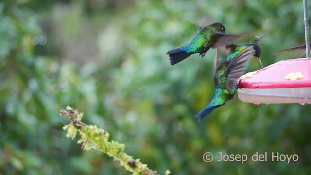 Fiery-throated Hummingbird - ML545711411