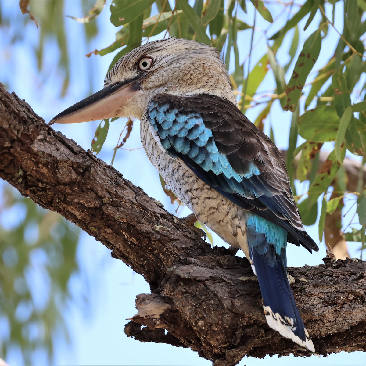 Martin-chasseur à ailes bleues - ML545711811