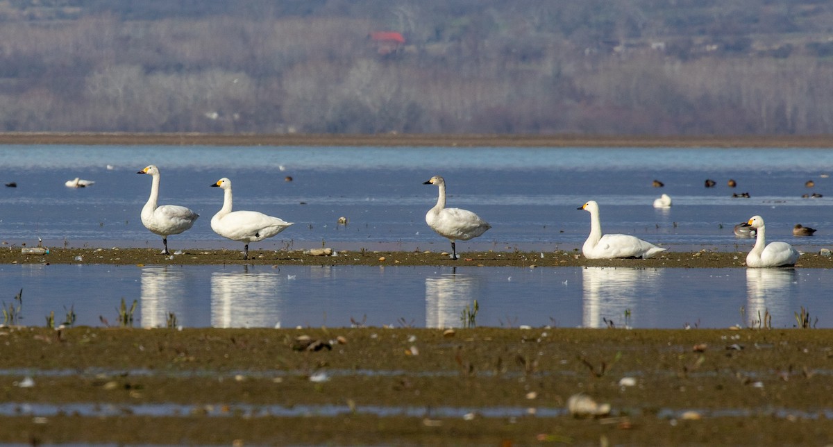 Tundra Swan (Bewick's) - ML545712521