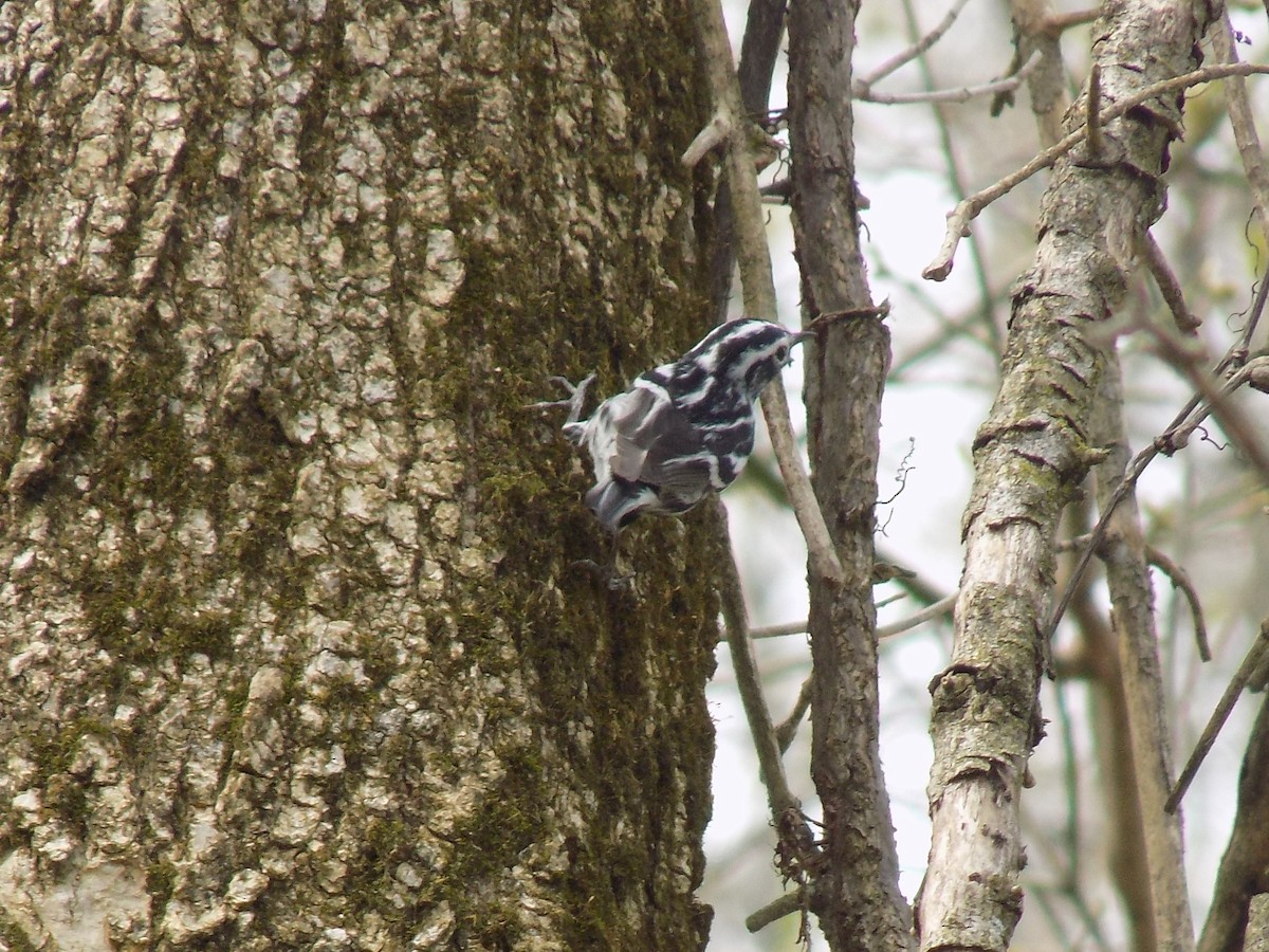 Black-and-white Warbler - ML54571261