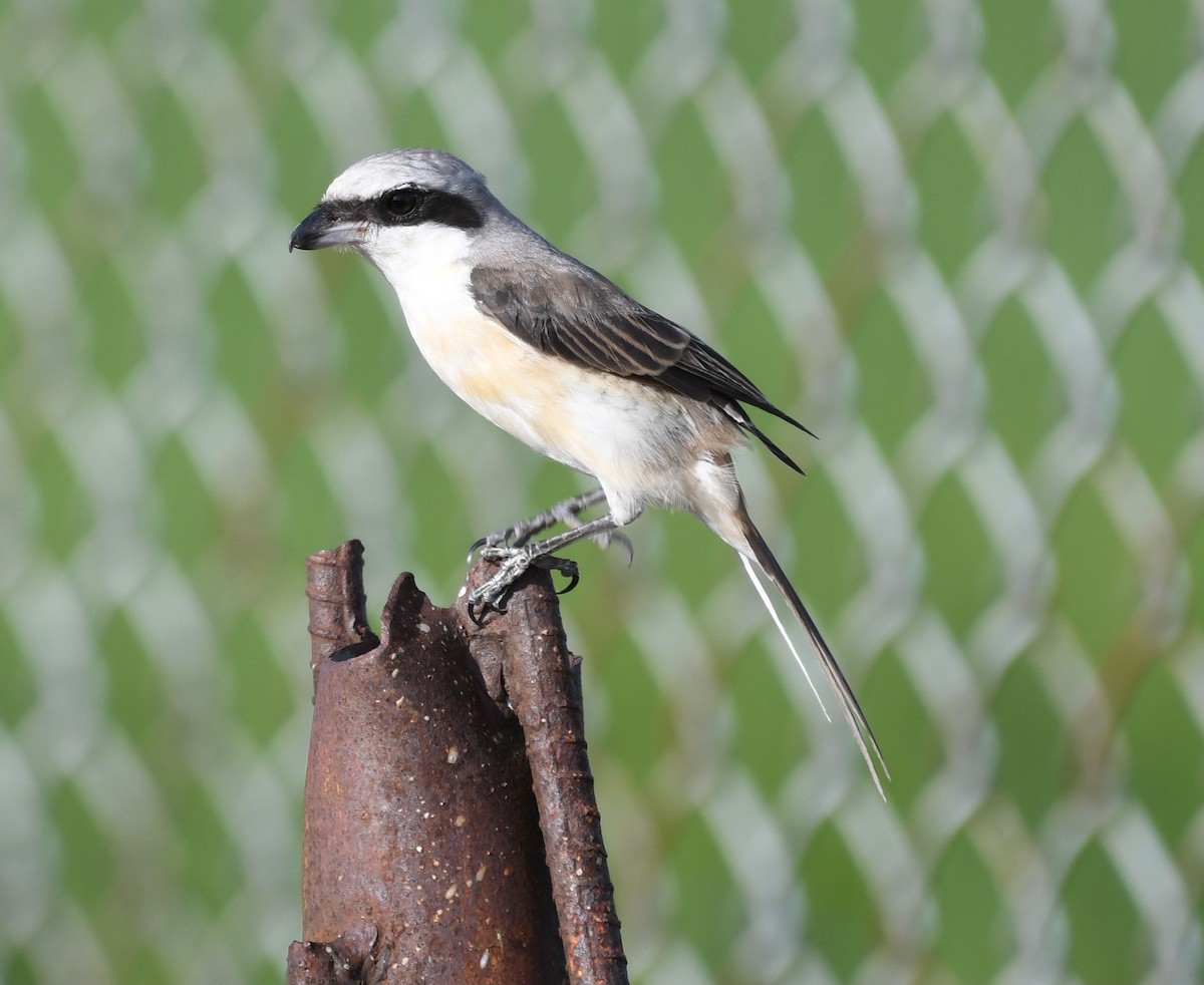 Alcaudón Pardo (lucionensis) - ML545712971