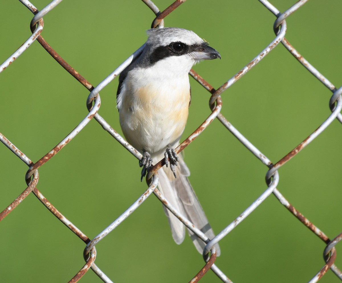 Alcaudón Pardo (lucionensis) - ML545712981