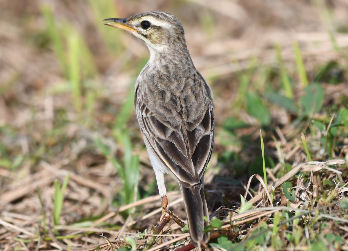 Paddyfield Pipit - ML545713231