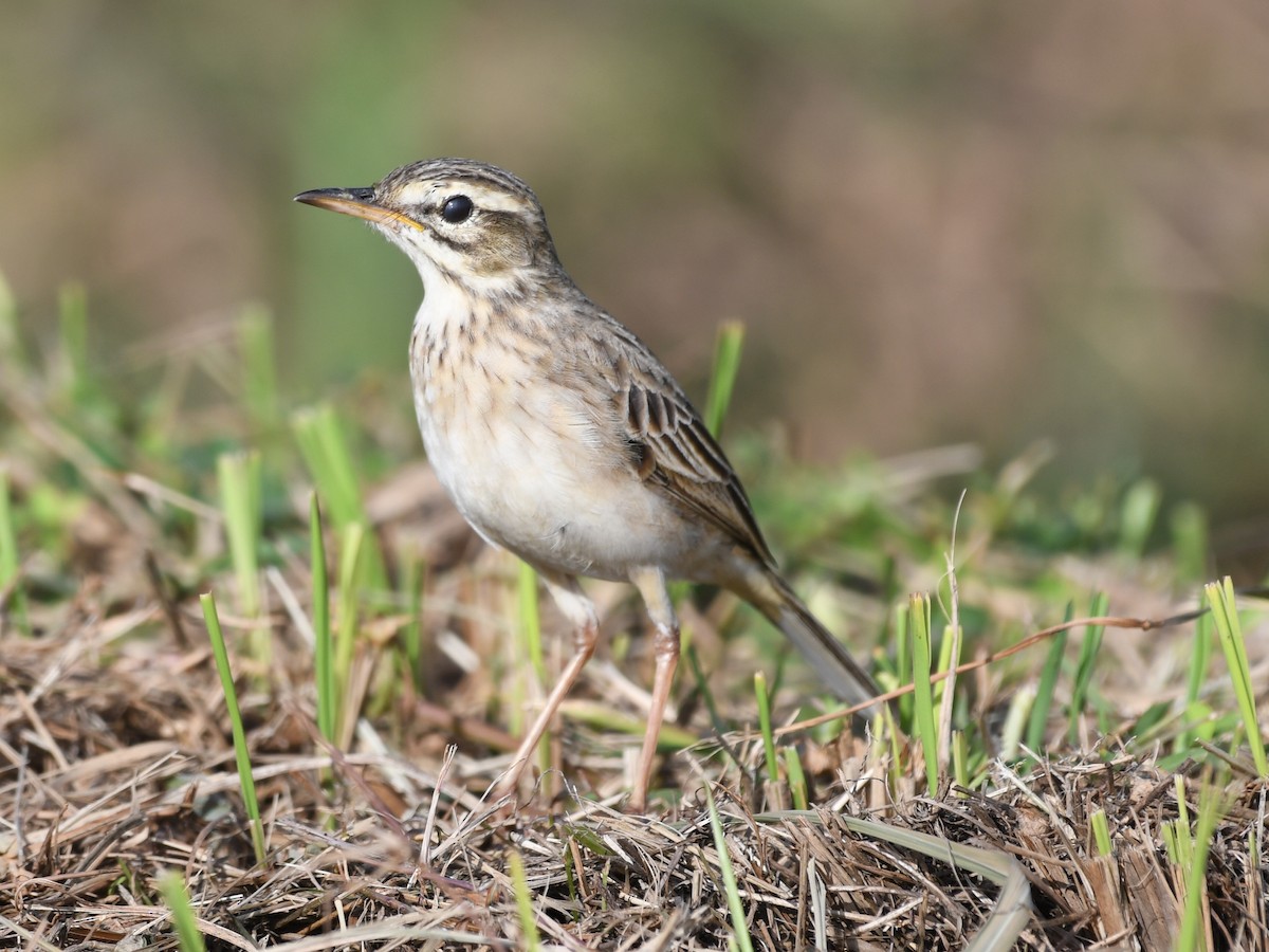 Paddyfield Pipit - Ian Gardner