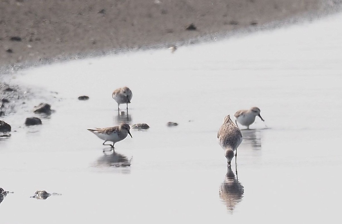 Spoon-billed Sandpiper - Martin Meier