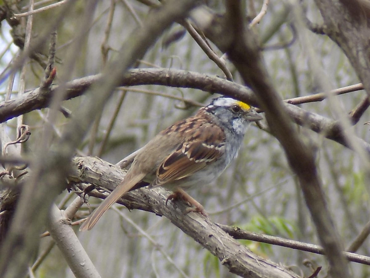 White-throated Sparrow - ML54571341