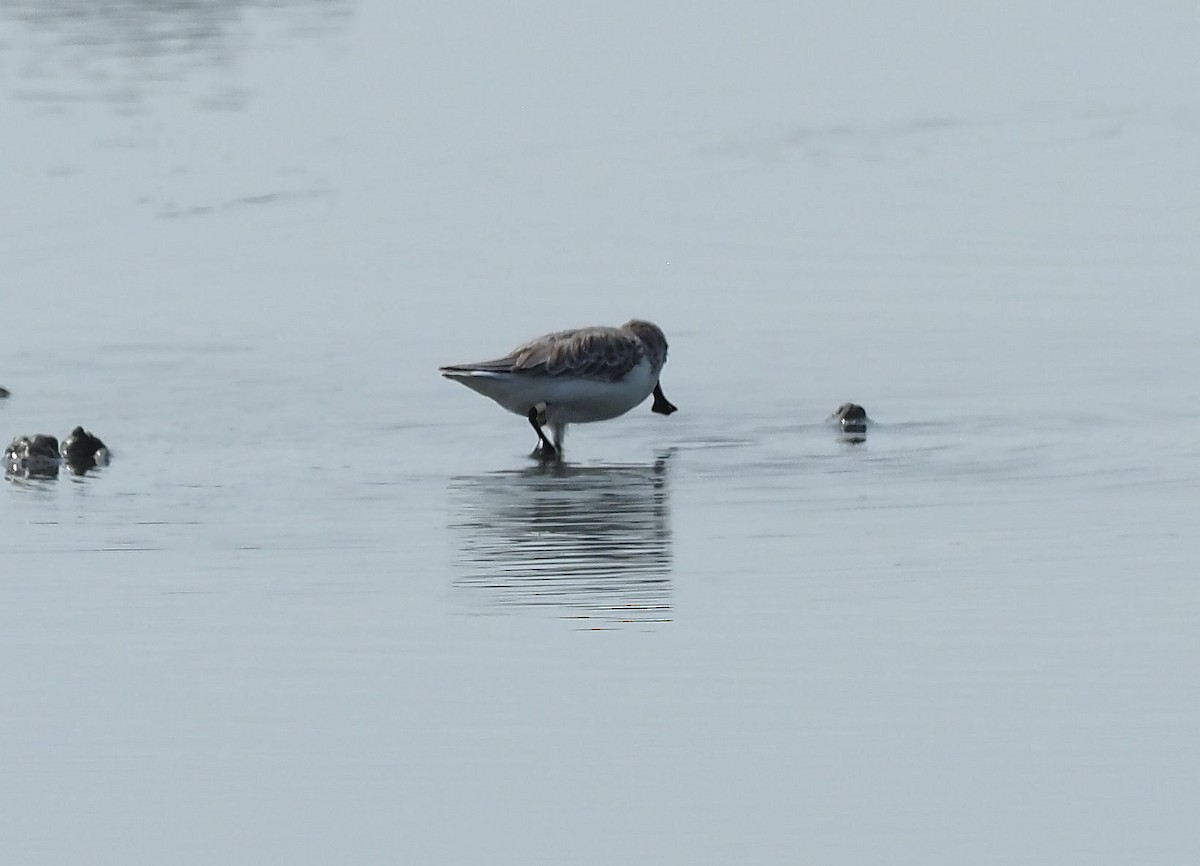 Spoon-billed Sandpiper - Martin Meier