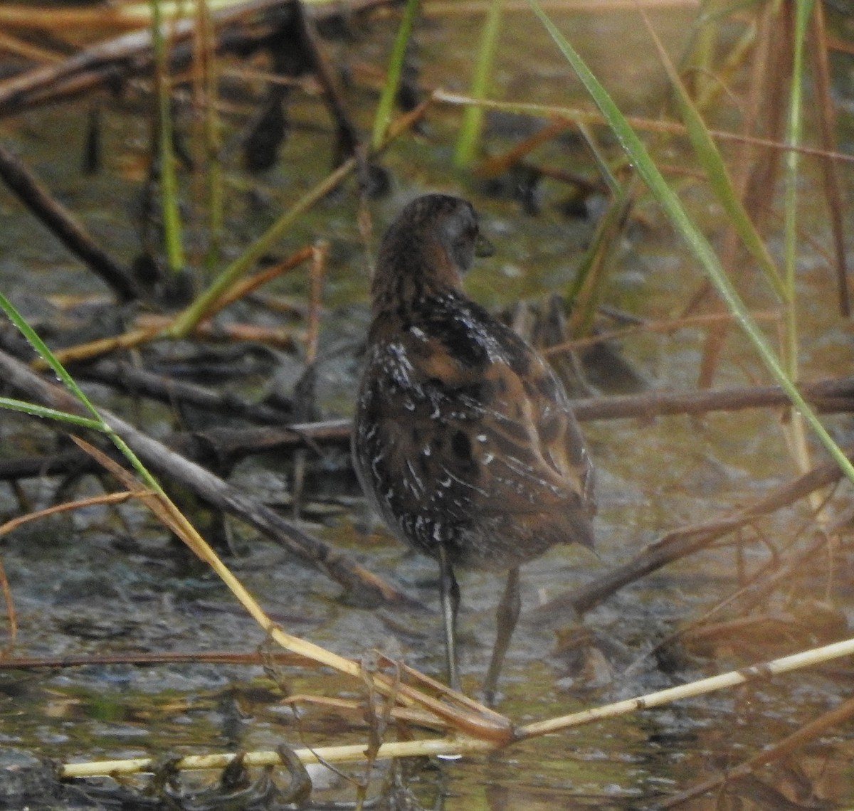 Baillon's Crake - ML545713971